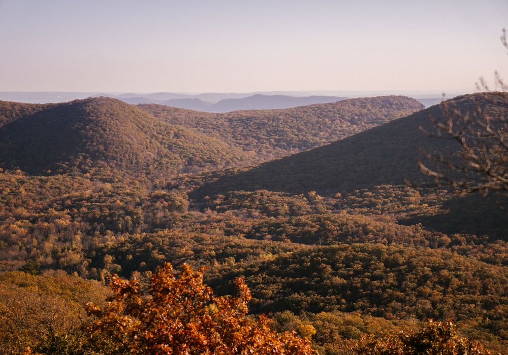 This image for Image Layouts addon