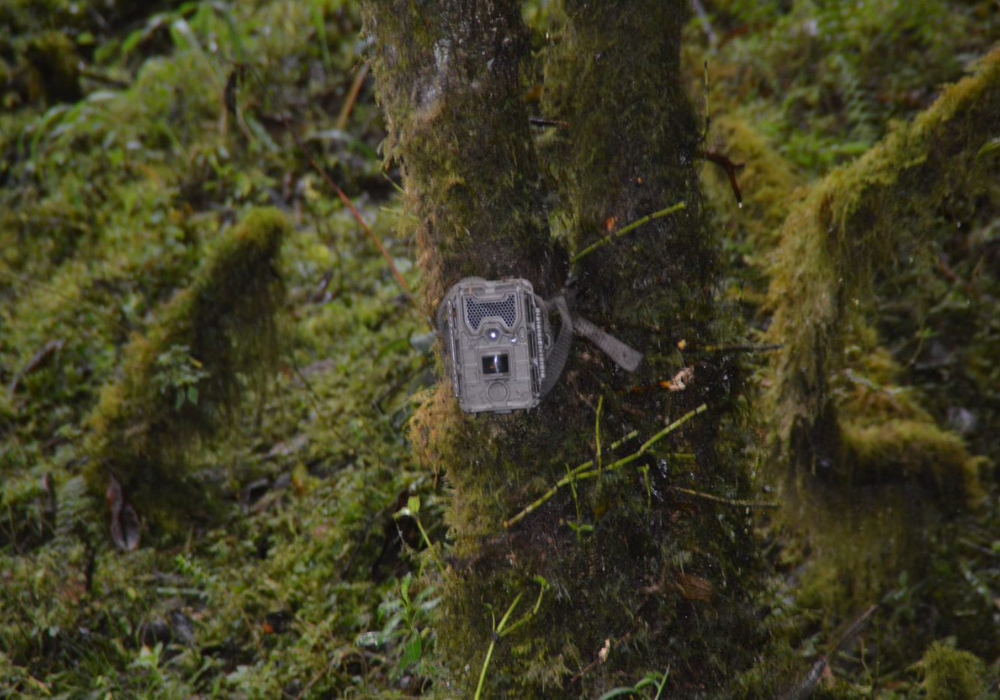 This image for Image Layouts addon